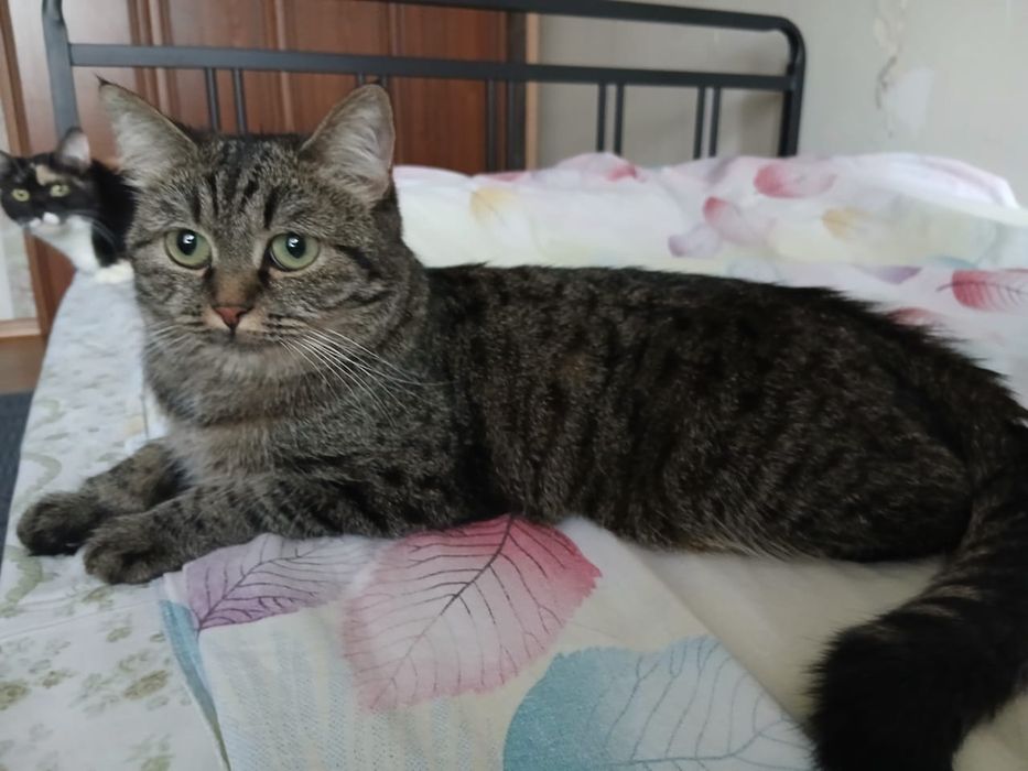 Отдам кошку девочку