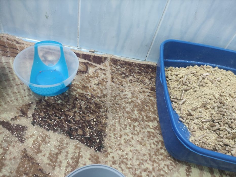 Отдам кота в добрые руки