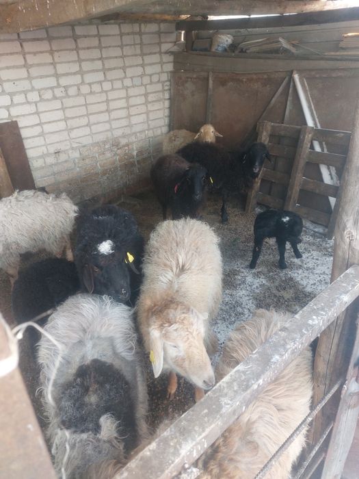 Продам баран и овцы
