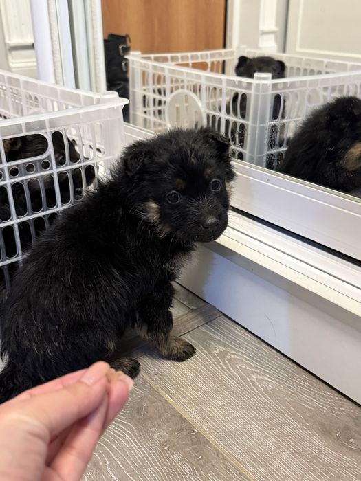 Отдам щенят в добрые руки