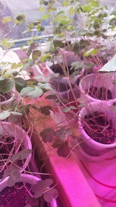 Маракуйя северная мамордика оксалис бальзамин фикус Абиджан алоэ вера ...