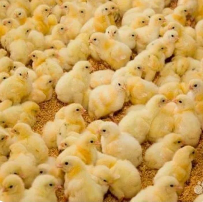 Продам бройлерных циплят