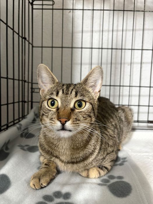 Ponti, motanel castrat pentru adoptie