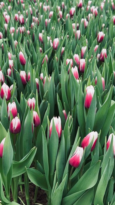 Тюльпаны оптом с теплицы