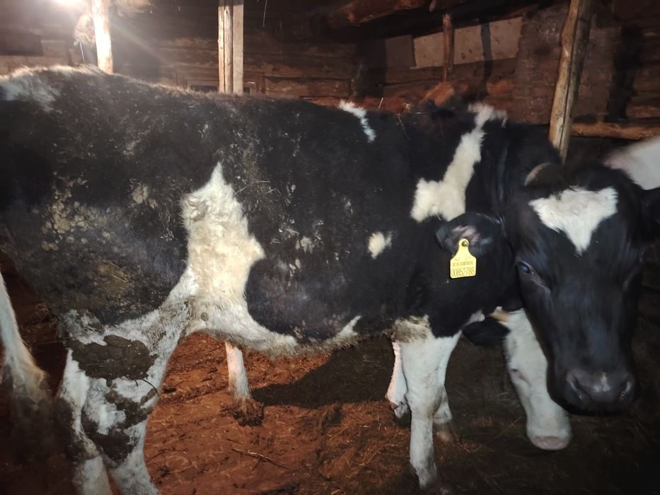 Тёлка продаётся 600 тыс