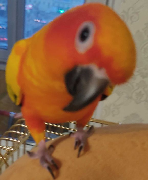 Попугай солнечная аратинга