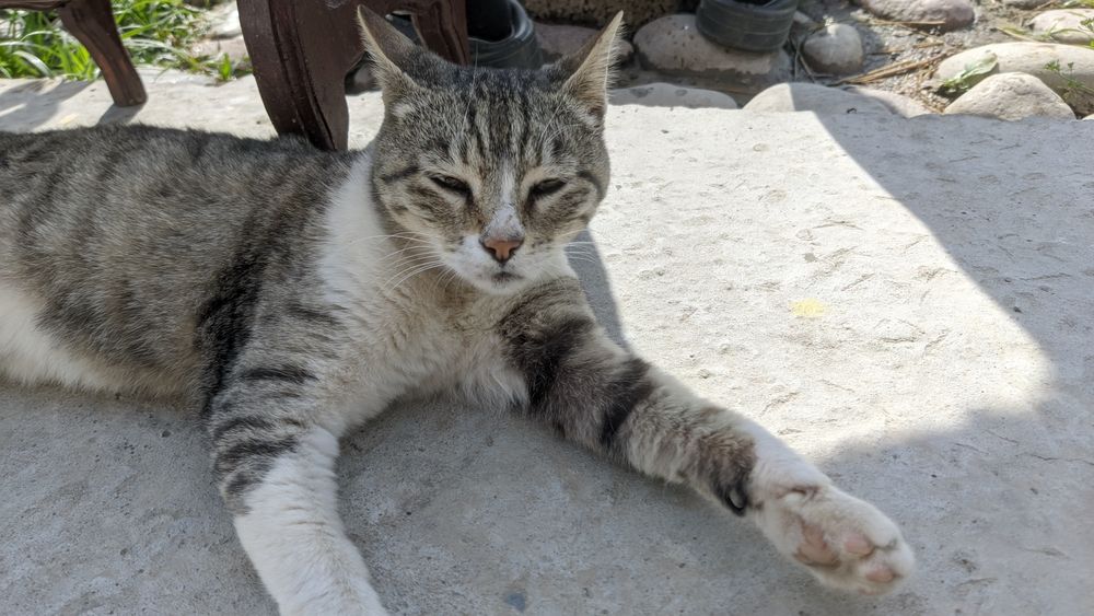 Кошка даром. 'Самовывоз