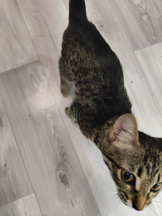 Даром котенка девочка