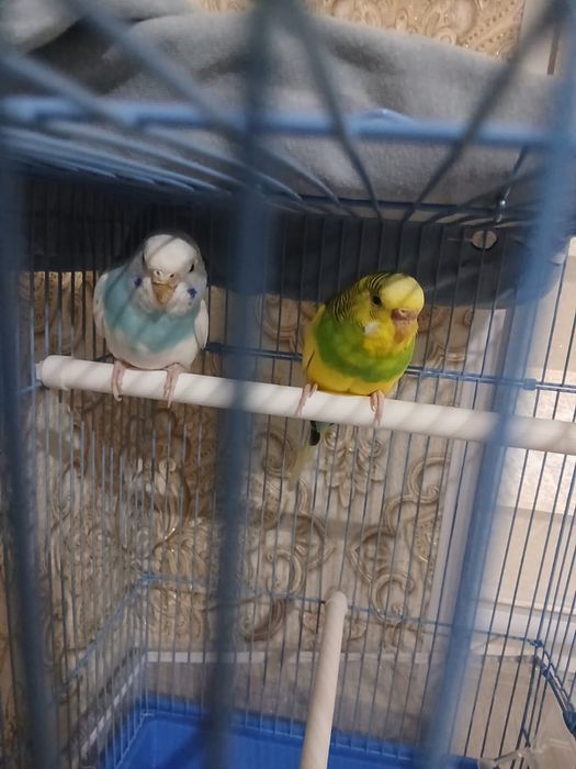 попугай девочка и мальчик 6 месецов