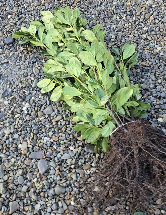 Laur Englezesc NOVITA 60-80cm - Ramificat - Prumus Laurocerasus