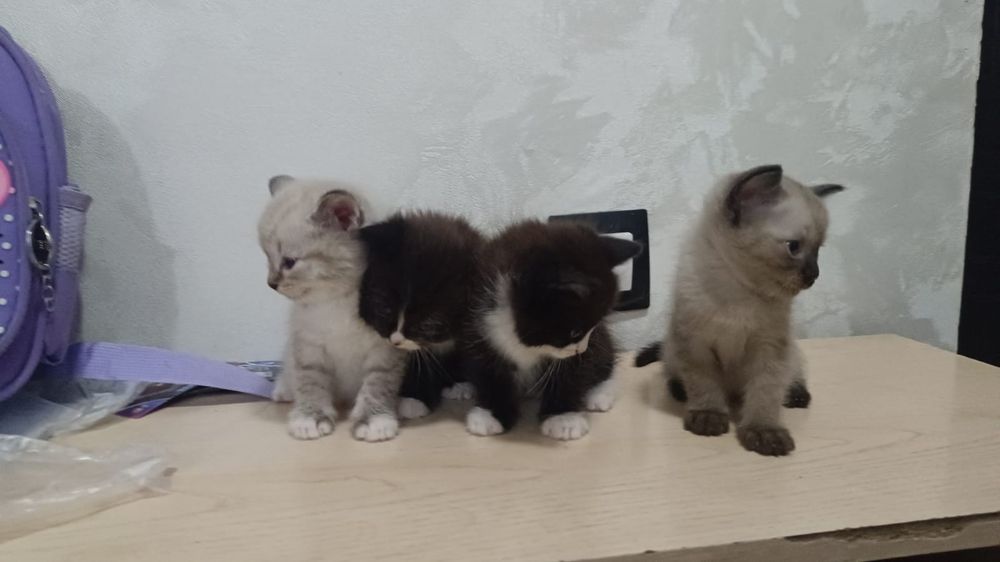 Котята 1.5 месяца