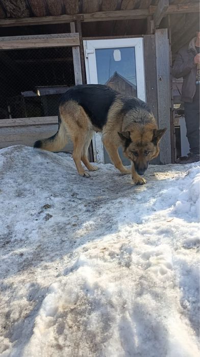 Щенки немецкой овчарки , девочки .