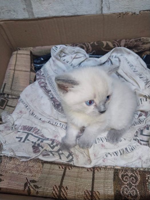 Котенок мальчик игривый