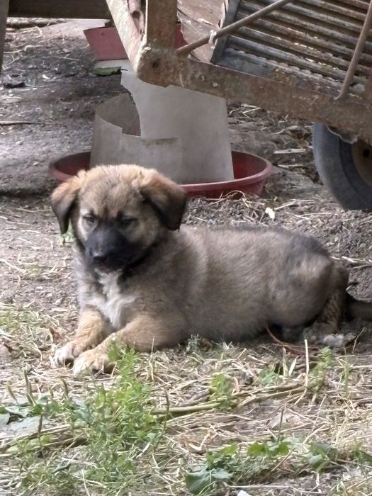Catelusa curte pentru adoptie