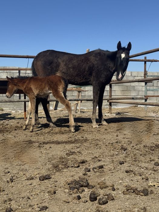 Ағылшын биі құлынымен сатылады