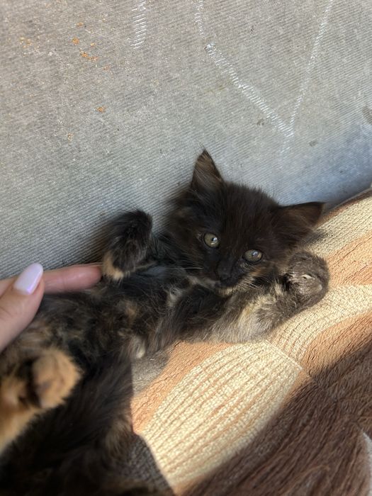Кошечка девочка 2 месяца мышеловка