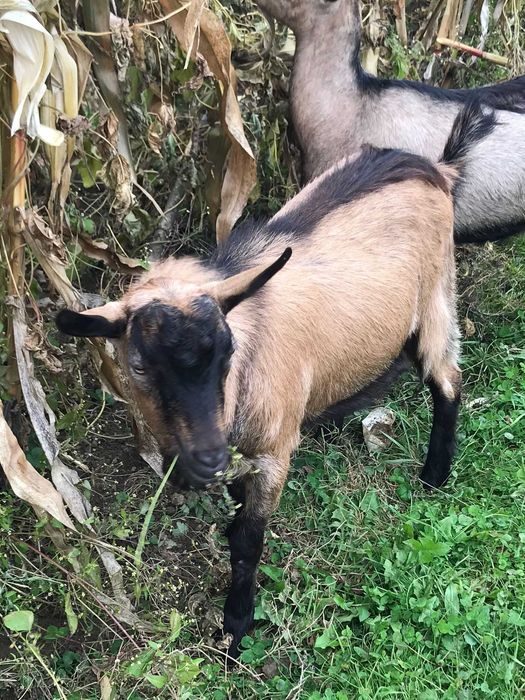 Tap de vânzare 600 lei