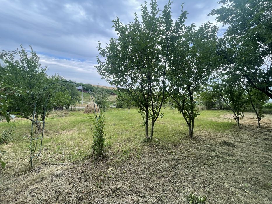6.000 mp intravilan, sat Avintu, 25 km de Iasi