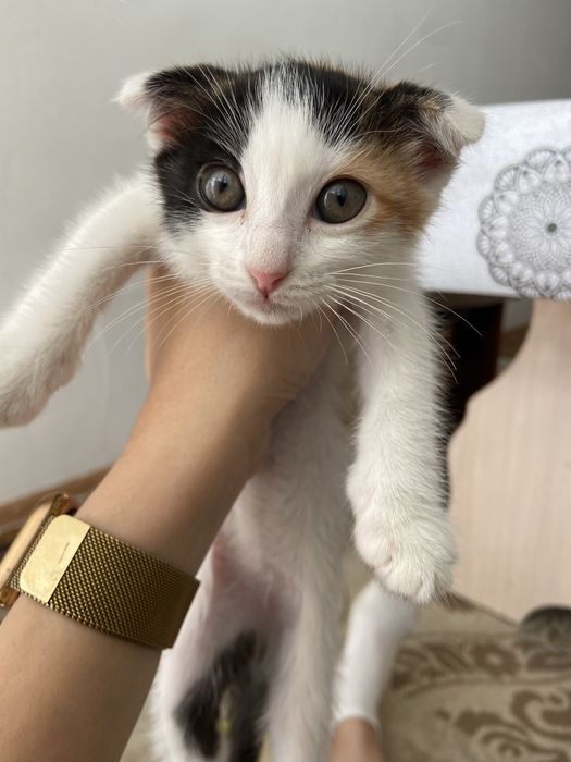 5000 вислоухий