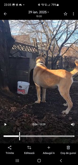 Vând câine Asiatic Central (Alabai)