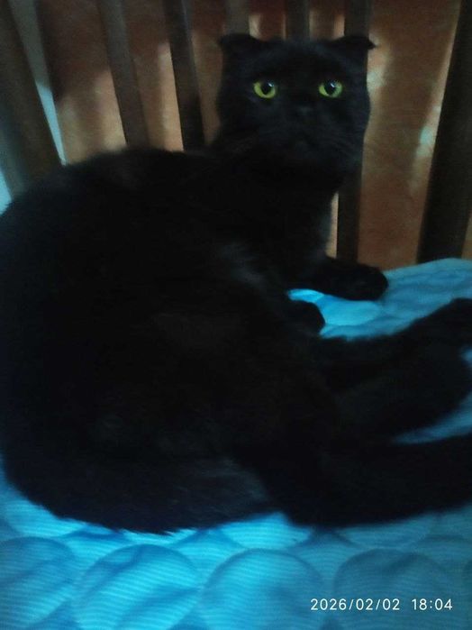 Котенок девочка в добрые руки. Смотрите фото