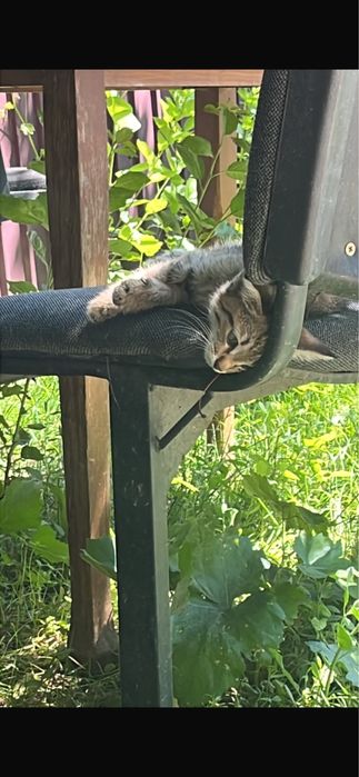Кошка бесплатно