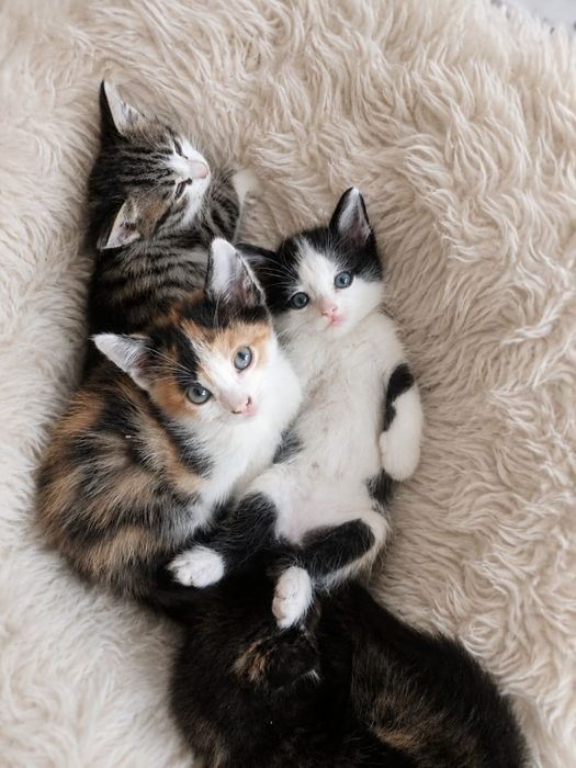 Отдам котят, в хорошие руки