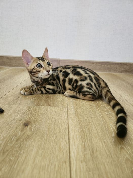 Bengal mushukcha