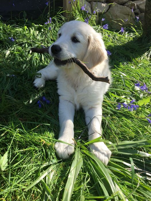 Golden Retriever femela disponibila