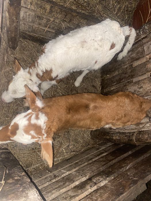 Продам телят 1-2неделных