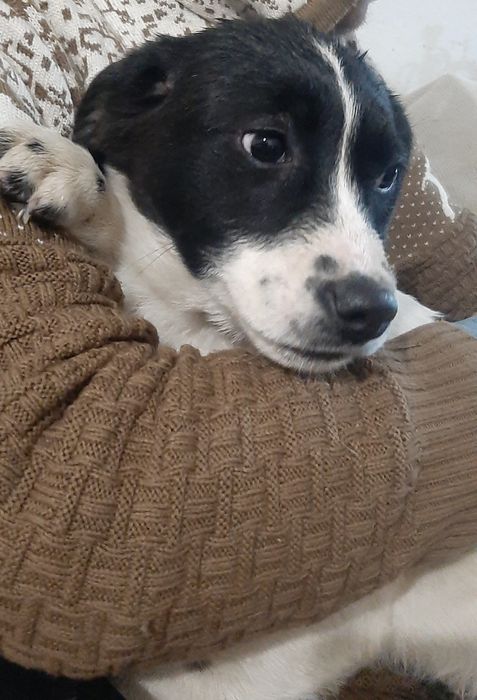 Отдам щенков только в добрые руки.