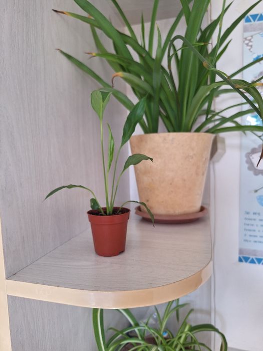 Продам комнатные цветы