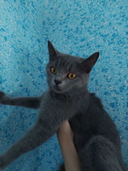 Mushuk sotiladi britanskiy ona bolalari bilan