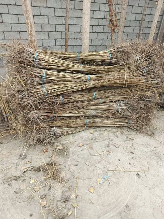 Dexqondan Terak koʻchatlari sotuv va ekishga tayyor dastavka vodiyga