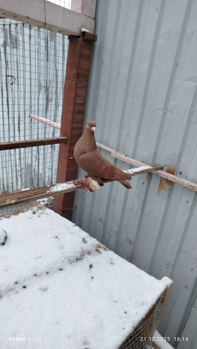 голуби, самки, летные