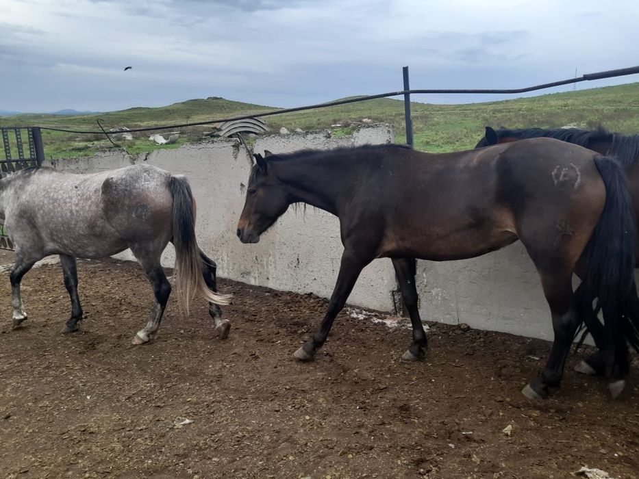 Продаются лошади