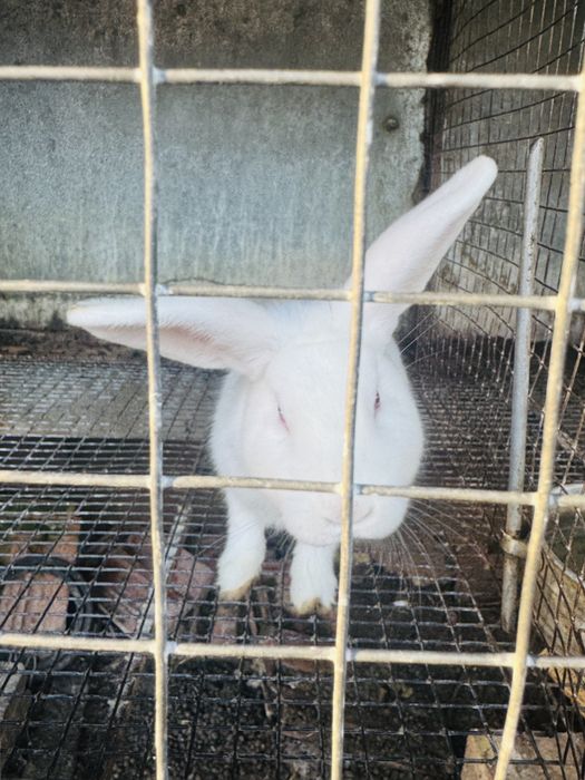 Продавам мъжки зайци