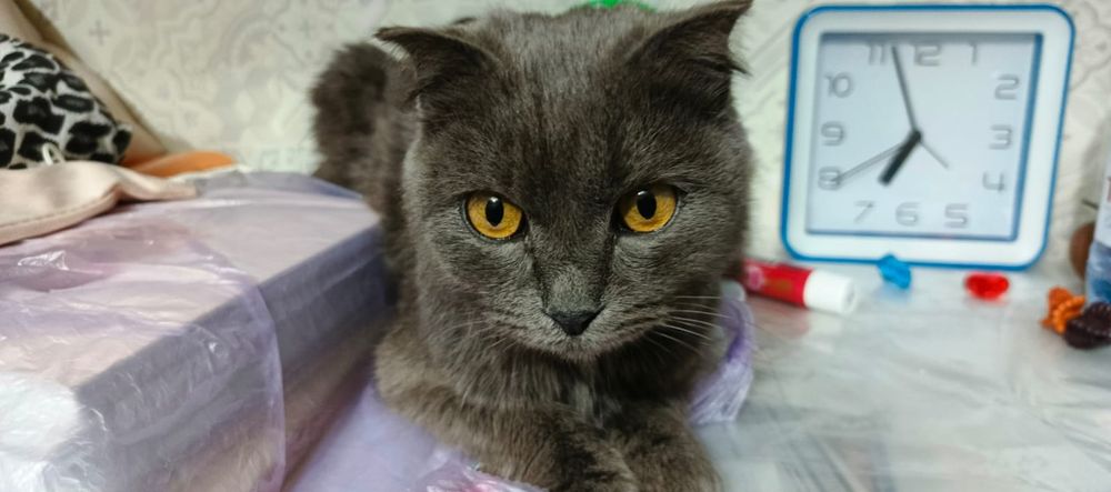 Молоденькая стерилизованная девочка