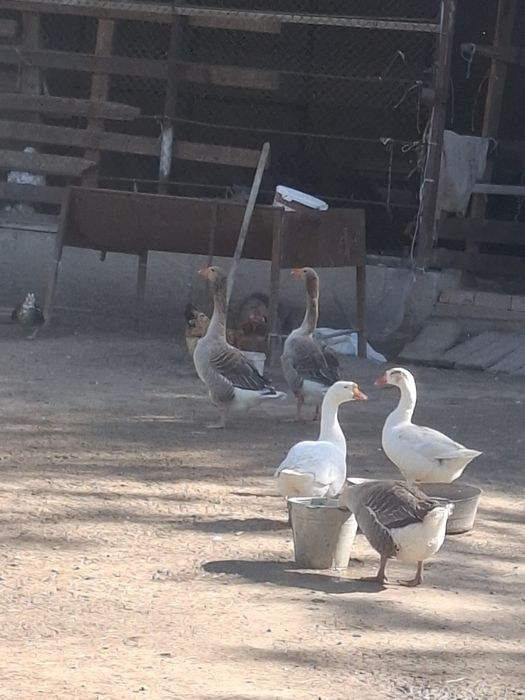 Гуси продам 15000 тг