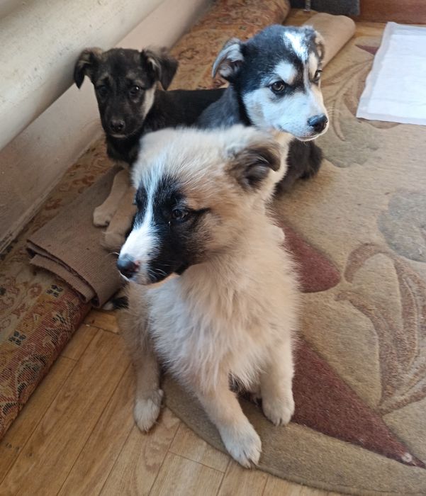 Отдам в добрые руки