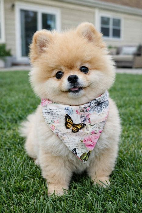 Бандана за кучета