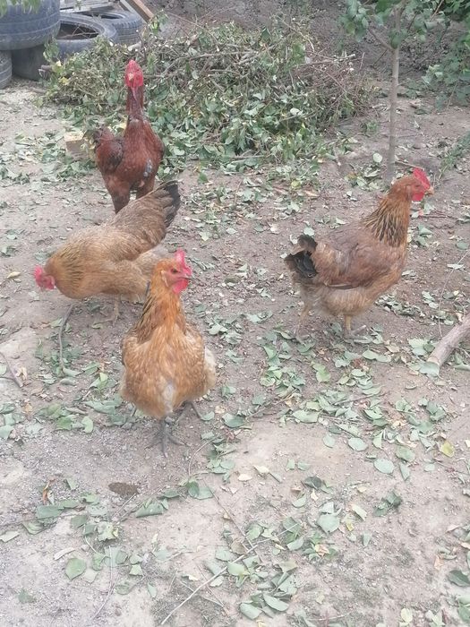 Продам кучинских кур.
