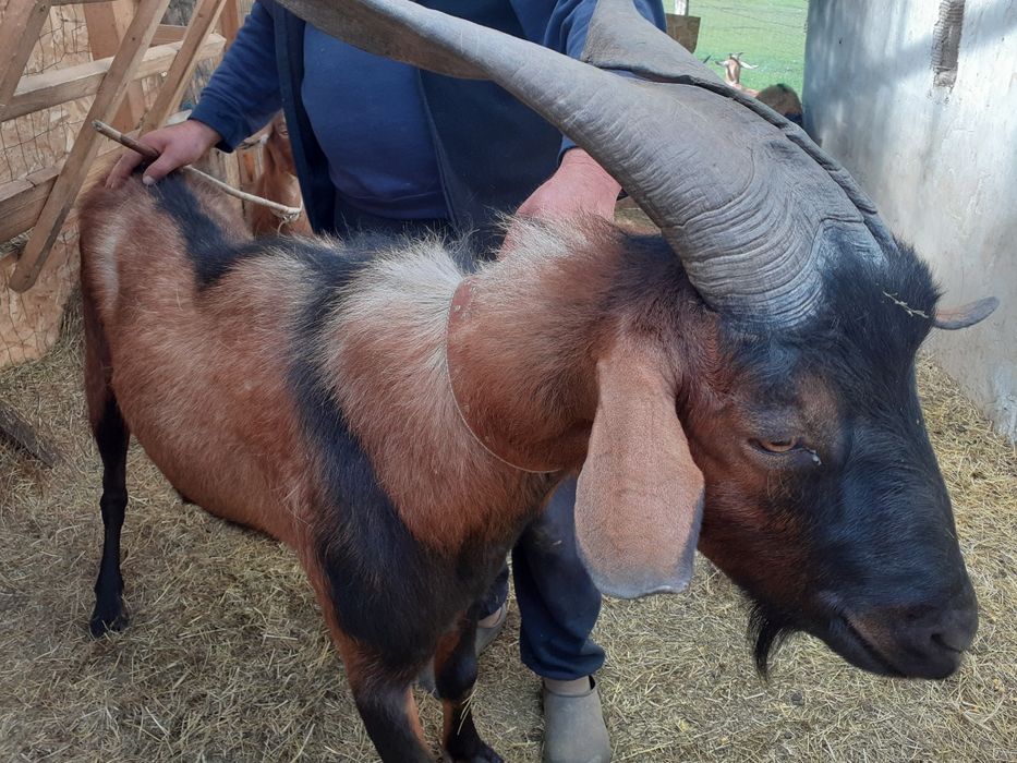 Vand tapisori de 5 luni