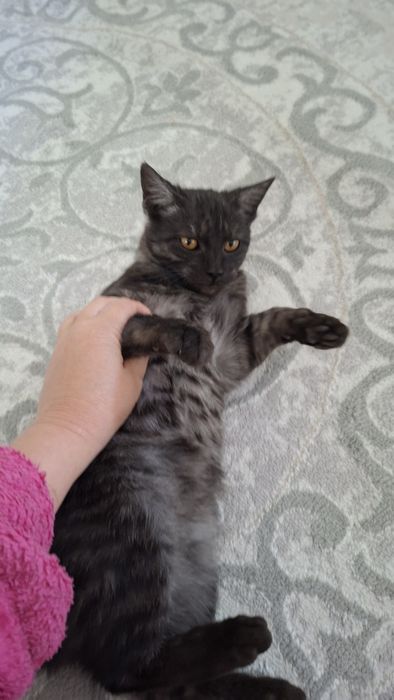 Котенок бесплатно