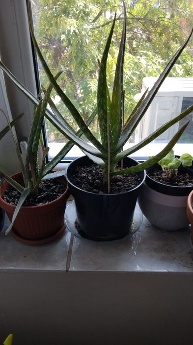 Diverse plante pentru purificarea aerului