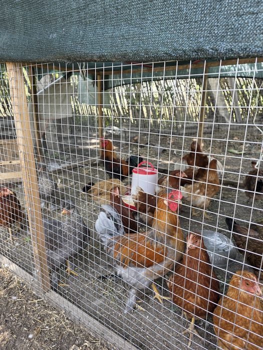 Продам курей Ломан браун