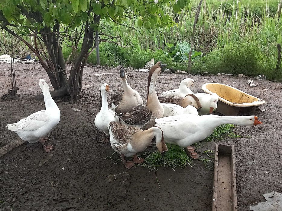 Oua de gasca pentru incubat sau consum.