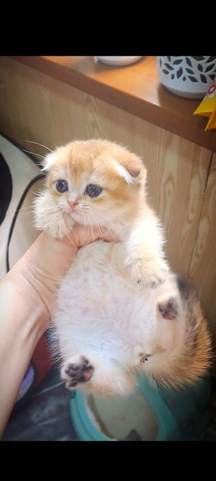 Котята от правильной вязки
