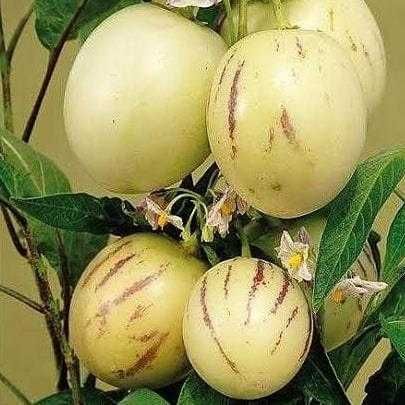 Разсад ПЕПИНО (пъпешово дърво)