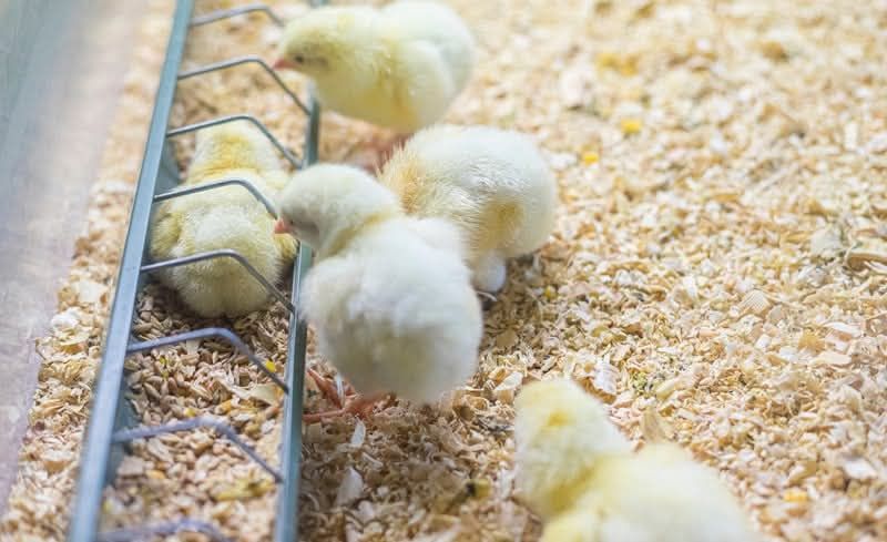 Puisori de o zi porumbac, Kabir, Ross 308